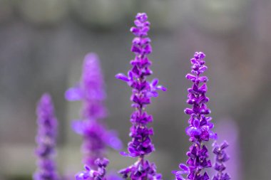 İlkbaharda güzel lavanta tarlaları. Mor çiçeklerle dolu. Tıpkı Fransız kaynaklarının kokusuna sahip uçan yaban arıları gibi.