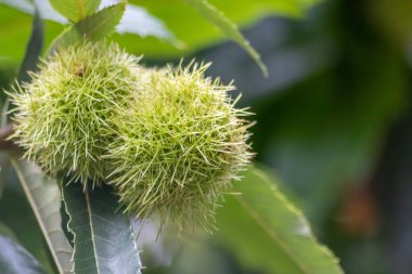 Olgunlaşmış kestaneler Eylül 'de ormanın mevsimlik meyveleri gibi kestane ağacında asılı ya da dikenli ceviz kabuğu ve sonbaharda sağlıklı yiyecek hasadı ile kavrulmuş kestaneler lezzetli atıştırmalıklar