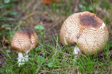 Sonbaharda mantar turunda bulunan mantar mantarı mantar sezonunda yerde kahverengi yapraklarla birlikte lezzetli ama muhtemelen zehirli ve tehlikeli orman meyveleri olarak görülür.