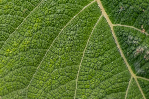 Makro Grov Grön Blad Med Blad Strukturer Och Detaljerade Vener — Stockfoto