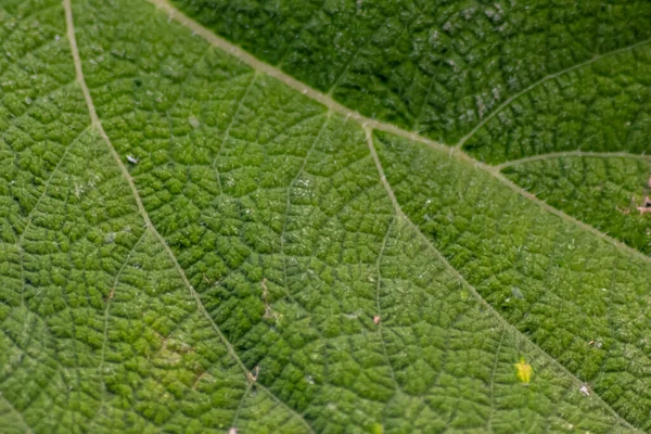 Makro Grov Grön Blad Med Blad Strukturer Och Detaljerade Vener — Stockfoto