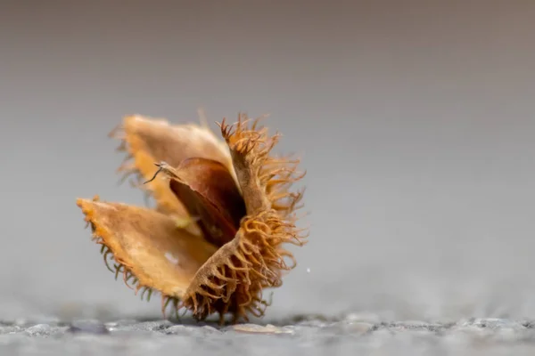 Buchennussmakro Herbst Und Herbst Als Saisonale Waldfrucht Mit Stacheliger Nussschale — Stockfoto