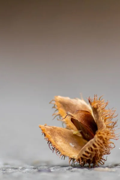 Buchennussmakro Herbst Und Herbst Als Saisonale Waldfrucht Mit Stacheliger Nussschale — Stockfoto