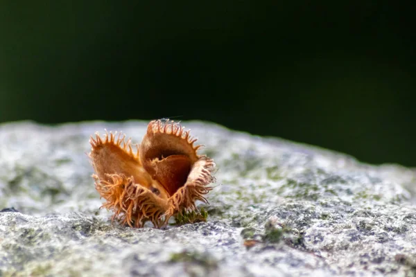 Buchennussmakro Herbst Und Herbst Als Saisonale Waldfrucht Mit Stacheliger Nussschale — Stockfoto