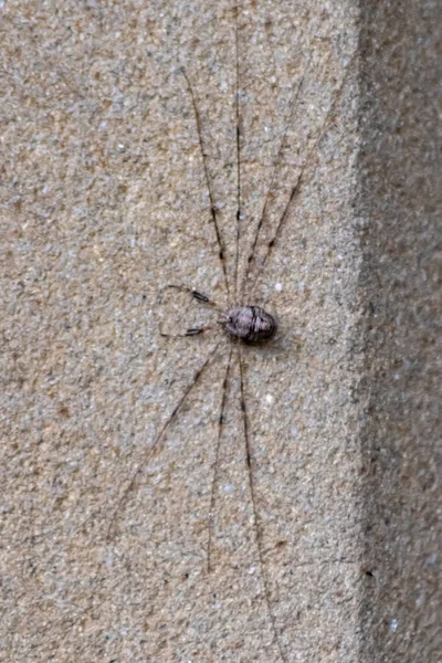 Araignée Sur Mur Construction Béton — Photo