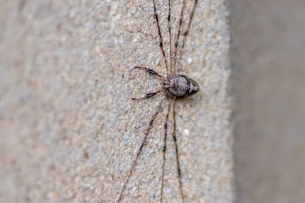 Αράχνη Τσιμεντένιο Τοίχο Κτιρίου — Φωτογραφία Αρχείου