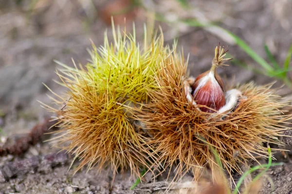 Ripe sweet chestnuts laying on the ground in september as seasonal fruit of the forest as roasted chestnuts with prickly and spiky nutshell and healthy food harvest in autumn and fall delicious snack