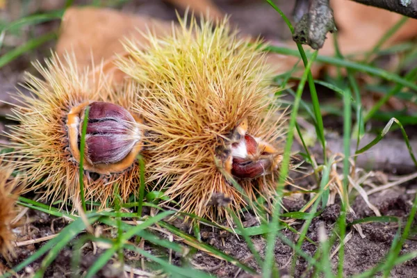 Ripe sweet chestnuts laying on the ground in september as seasonal fruit of the forest as roasted chestnuts with prickly and spiky nutshell and healthy food harvest in autumn and fall delicious snack