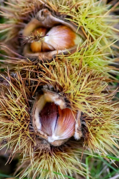 Ripe sweet chestnuts laying on the ground in september as seasonal fruit of the forest as roasted chestnuts with prickly and spiky nutshell and healthy food harvest in autumn and fall delicious snack