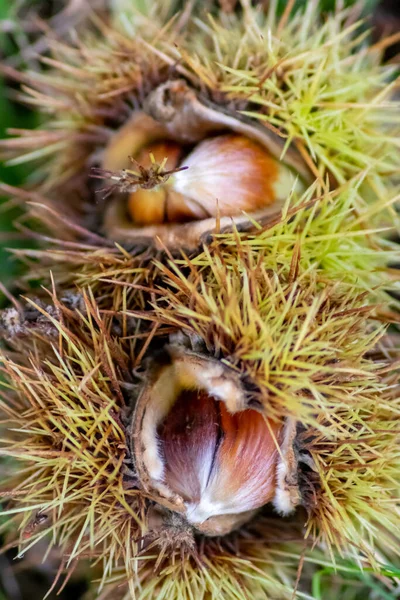 Ripe sweet chestnuts laying on the ground in september as seasonal fruit of the forest as roasted chestnuts with prickly and spiky nutshell and healthy food harvest in autumn and fall delicious snack