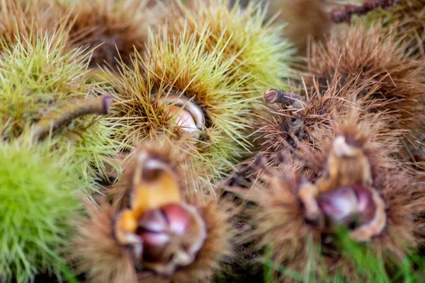 Ripe sweet chestnuts laying on the ground in september as seasonal fruit of the forest as roasted chestnuts with prickly and spiky nutshell and healthy food harvest in autumn and fall delicious snack