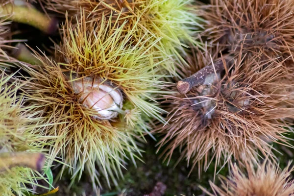 Ripe sweet chestnuts laying on the ground in september as seasonal fruit of the forest as roasted chestnuts with prickly and spiky nutshell and healthy food harvest in autumn and fall delicious snack