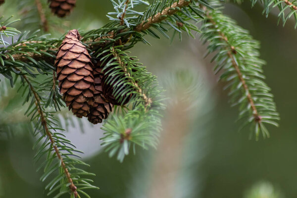 Ripe pine cone on a branch is spreading its seeds with the wind as delicious snack for squirrels and other rodents in a natural forest growing to new pine trees with fresh green as Christmas symbol