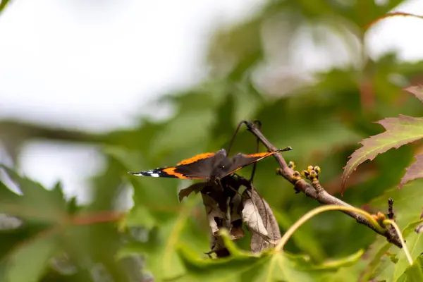 Papillon Sur Des Feuilles Sèches Dans Nature — Photo