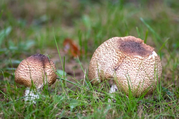 가을에 버섯을 재배하는 숲에서 수있는 커다란 버섯은 배경에 빛나고 시즌에는 — 스톡 사진