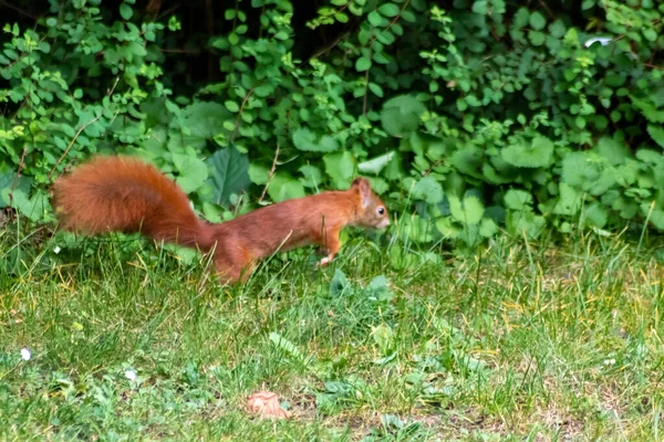 Rotes Eurasisches Eichhörnchen Hüpft Der Sonne Auf Der Suche Nach — Stockfoto