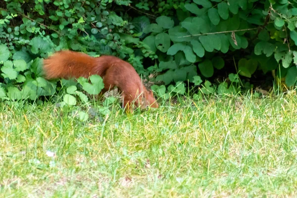 Red Eurasian Squirrel Hopping Ground Sunshine Searching Food Nuts Seeds — Stock Photo, Image