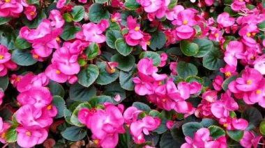 Çiçeklerin pembe çiçekleri, cennet gibi bir bahçe manzarasında bahar ve yaz, sevgililer gününde dekoratif romantik tarafından, anneler günü ise filigran yaprakları ve güzel kokularla çiçek açar.