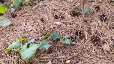 Bir ormanda sonbaharda yerdeki çam kozalakları çelenk yaratmak için çam iğnelerini ve kozalakları yakın plan çekimini gösterir ya da çocuklarla yapılan el işi maceraları yavaş çekimde kurak mevsimlik kozalaklı ağaç süslemeleri gibi.