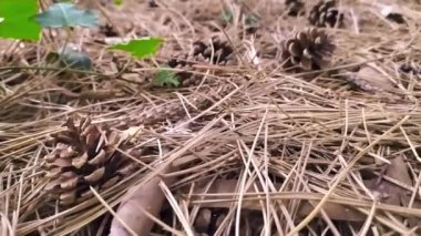 Bir ormanda sonbaharda yerdeki çam kozalakları çelenk yaratmak için çam iğnelerini ve kozalakları yakın plan çekimini gösterir ya da çocuklarla yapılan el işi maceraları yavaş çekimde kurak mevsimlik kozalaklı ağaç süslemeleri gibi.