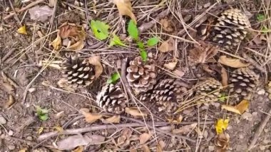 Bir ormanda sonbaharda yerdeki çam kozalakları çelenk yaratmak için çam iğnelerini ve kozalakları yakın plan çekimini gösterir ya da çocuklarla yapılan el işi maceraları yavaş çekimde kurak mevsimlik kozalaklı ağaç süslemeleri gibi.