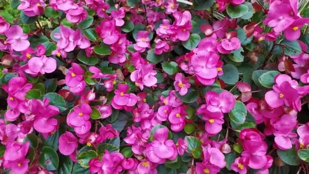 Розовые Цветки Цветов Полный Удар Идиллическом Пейзаже Сада Показывает Весну — стоковое видео