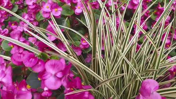 Rosafarbene Blüten Voller Blüte Idyllischer Gartenkulisse Zeigen Frühling Und Sommer — Stockvideo