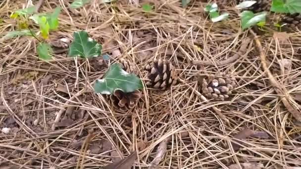 Pine Cones Ground Fall Forest Shows Close Pine Needles Pine — Stock Video