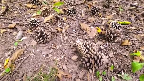 Cones Pinheiro Chão Outono Uma Floresta Mostra Close Agulhas Pinheiro — Vídeo de Stock