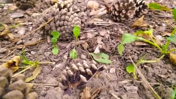 Cones Pinheiro Chão Outono Uma Floresta Mostra Close Agulhas Pinheiro — Vídeo de Stock