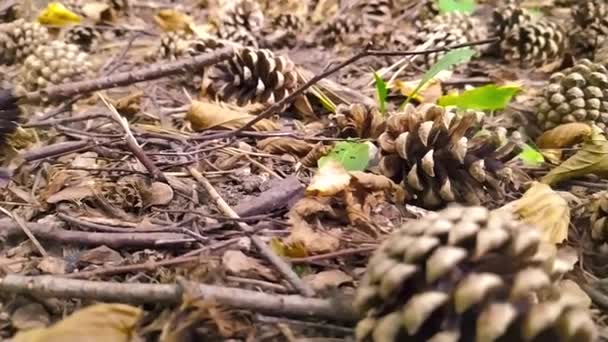 森林の秋に地面に松のコーンは遅い動きで乾燥した季節の針葉樹の装飾として子供たちと花輪の作成や手工芸品の冒険のための松の針と松のコーンのクローズアップを示しています — ストック動画