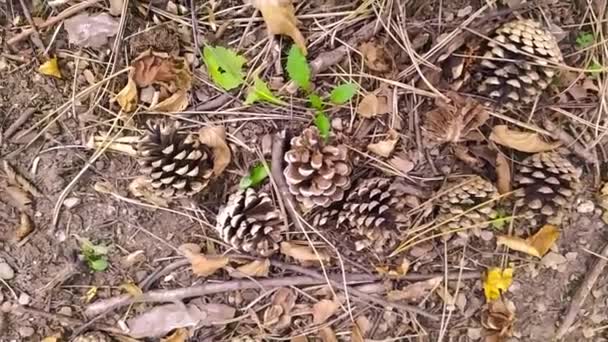 Tannenzapfen Auf Dem Boden Herbst Wald Zeigen Nahaufnahmen Von Tannennadeln — Stockvideo