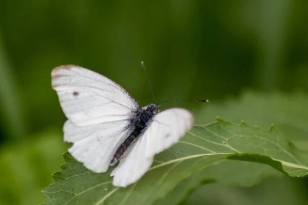 Papillon Blanc Avec Des Points Noirs Sur Une Ortie Piquante — Photo