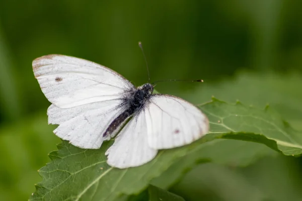 White butterfly with black dots on a stinging-nettle warms up in sunlight on a shiny summer day for pollination and mating on green leaves and a natural blurred background filigree insect for nectar