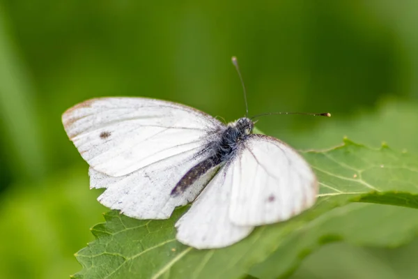 Papillon Blanc Avec Des Points Noirs Sur Une Ortie Piquante — Photo