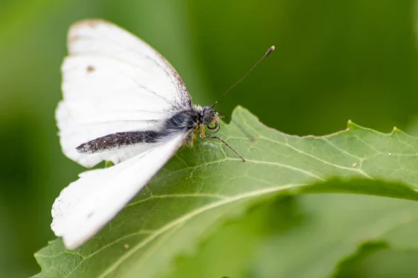 White butterfly with black dots on a stinging-nettle warms up in sunlight on a shiny summer day for pollination and mating on green leaves and a natural blurred background filigree insect for nectar