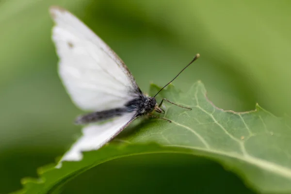 Mariposa Blanca Con Puntos Negros Una Ortiga Calienta Luz Del —  Fotos de Stock