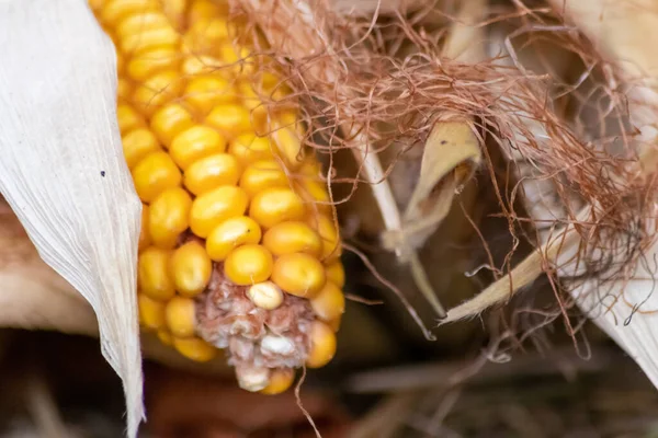 Macro Espiga Milho Dourado Doce Com Sementes Douradas Maduras Para — Fotografia de Stock