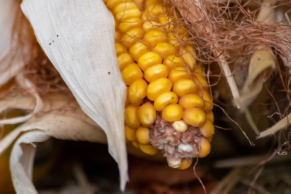 Makro Słodkiej Złotej Kukurydzy Kolby Dojrzałymi Złotymi Nasionami Dziękczynienie Jako — Zdjęcie stockowe