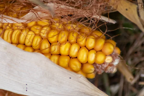 9月と10月の収穫後の有機農場でおいしいスナックや健康的な野菜として感謝祭のための熟した黄金の種と甘い黄金のトウモロコシのコブのマクロ季節の生の穀物として — ストック写真