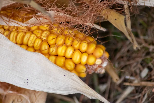 Makro Jagung Rebus Emas Manis Dengan Biji Emas Matang Untuk — Stok Foto