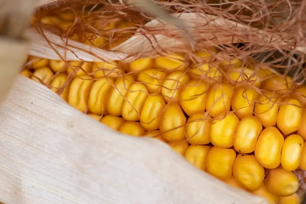 Macro Espiga Milho Dourado Doce Com Sementes Douradas Maduras Para — Fotografia de Stock