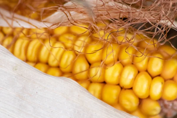 Macro Van Zoete Gouden Maïskolf Met Rijpe Gouden Zaden Voor — Stockfoto