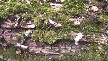 Canlı açık hava macera renklerinde yeşil yosunlu yaşlı ağaç sağlıklı orman ekosistem yabanda ve orman ormanlarında yavaş çekim alçak açıda doğal çürümeyi ve ağaç çürümesini gösterir.