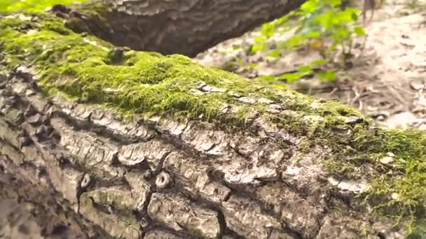 鮮やかな屋外冒険の色で緑の苔を持つ古い倒木は 健康的な森林生態系の荒野と森林ジャングルの遅い動きを閉じる低角度で自然の崩壊と木の分解を示しています — ストック動画