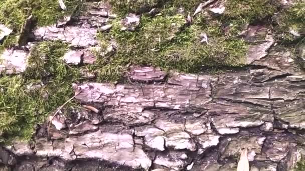 Árvore Caída Velha Com Musgo Verde Vibrantes Cores Aventura Livre — Vídeo de Stock