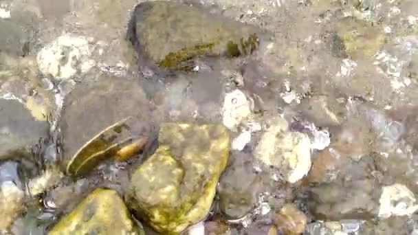 Deniz Kıyısındaki Küçük Dalgalar Deniz Kabukları Ile Nehir Kıyısındaki Sakin — Stok video