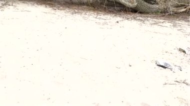 Fırtına, dolu fırtınası ya da kar fırtınası gibi aşırı hava felaketlerinin ardından devrilen ağaçlar, tehlikeli hava koşulları ve kırık ağaç hasarı nedeniyle doğanın ciddi şekilde tahrip edildiğini gösteriyor.