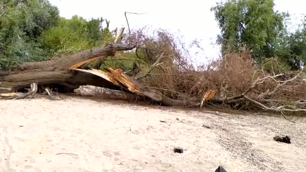 Umgestürzter Baum Nach Extremen Wetterkatastrophen Wie Sturm Hagel Oder Schneesturm — Stockvideo
