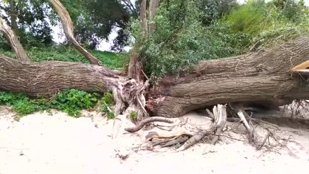 在风暴 冰雹或暴风雪等极端天气灾难之后倒下的树显示 由于天气危险和树木受损 自然遭到严重破坏 需要购买天气保险 — 图库视频影像
